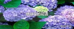 绣球花的花语