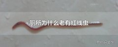 厕所为什么老有红线虫