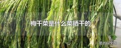 梅干菜是什么菜晒干的