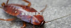 家里蟑螂多怎么办