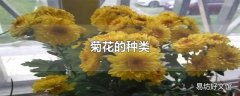 菊花的种类