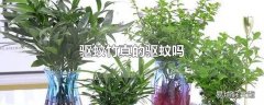 驱蚊竹真的驱蚊吗