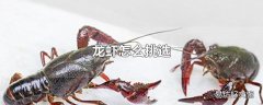 龙虾怎么挑选