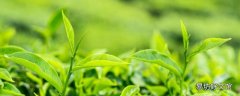 茶叶中的生物碱的主要成分是什么