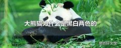 大熊猫为什么是黑白两色的