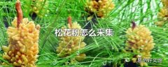 松花粉怎么采集