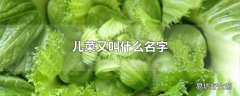 儿菜又叫什么名字