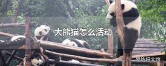 大熊猫怎么活动