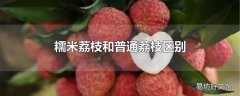 糯米荔枝和普通荔枝区别