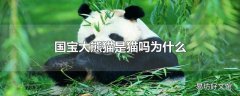 国宝大熊猫是猫吗为什么