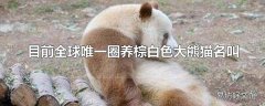 目前全球唯一圈养棕白色大熊猫名叫