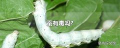 蚕有毒吗?