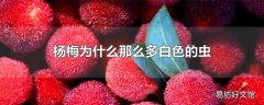 杨梅为什么那么多白色的虫