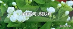 茉莉花可以驱蚊吗