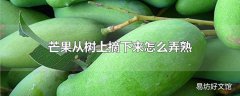 芒果从树上摘下来怎么弄熟