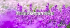 无锡薰衣草花海在哪里啊