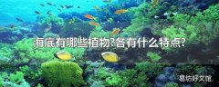 海底有哪些植物?各有什么特点?