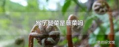 猴子腿菜是蕨菜吗