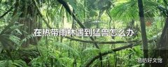 在热带雨林遇到猛兽怎么办