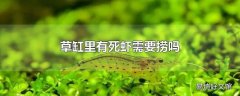 草缸里有死虾需要捞吗