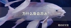 为什么鱼会游泳?