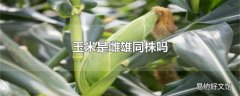 玉米是雌雄同株吗