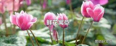 鲜花寓意