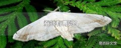 蚕蛾有毒吗?