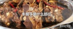 牛蝎子是什么部位