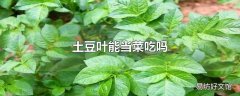 土豆叶能当菜吃吗