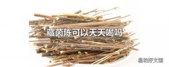 藏茵陈可以天天喝吗