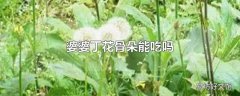 婆婆丁花骨朵能吃吗