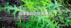 翅果菊能吃吗 有毒吗