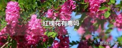 红槐花有毒吗