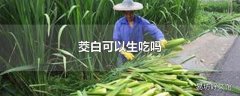 茭白可以生吃吗