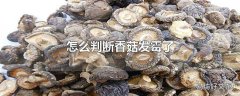 怎么判断香菇发霉了