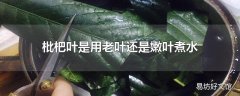 枇杷叶是用老叶还是嫩叶煮水