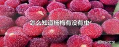 怎么知道杨梅有没有虫