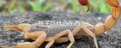 蝎子吃什么东西?