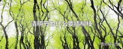 清明节为什么要插柳枝