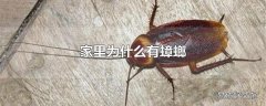 家里为什么有蟑螂