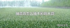 抽蒜苔怎么抽不影响大蒜