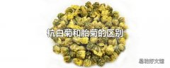 杭白菊和胎菊的区别