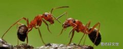 不同窝的蚂蚁放在一起会怎样