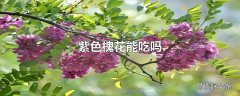 紫色槐花能吃吗