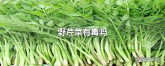 野芹菜有毒吗