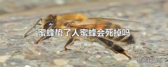 蜜蜂蛰了人蜜蜂会死掉吗