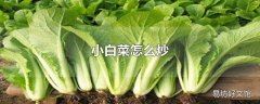 小白菜怎么炒