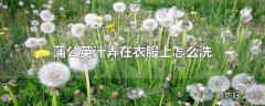 蒲公英汁弄在衣服上怎么洗