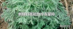 新鲜白蒿能放冷冻室吗